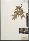 Foto von Salix glaucosericea Flod.